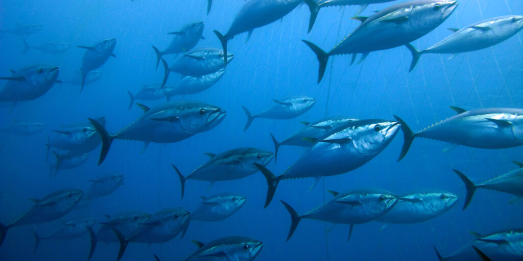 tuna in the sea